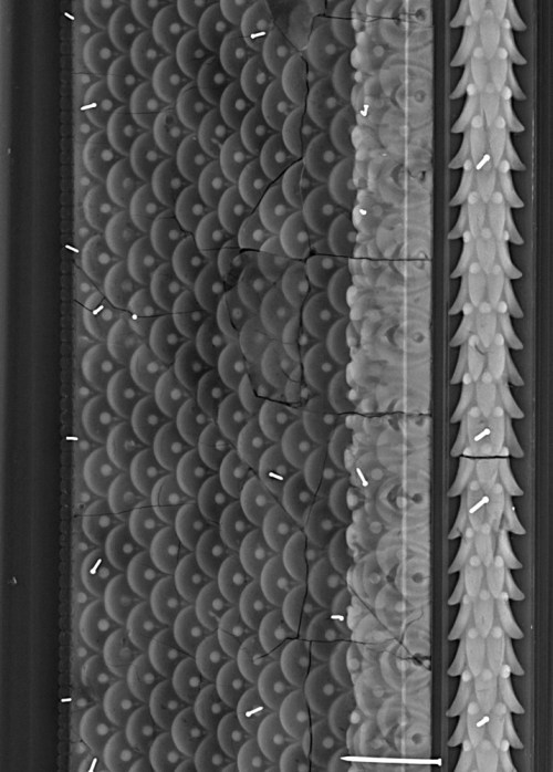 10 X ray of frame from above sm